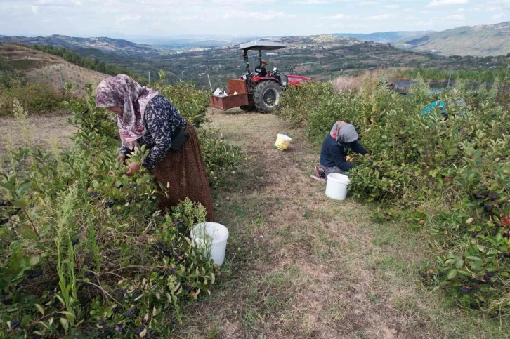 Bursalı aronya üreticileri entegre tesis istiyor