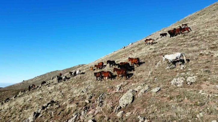 (ÖZEL) Yılkı atlarının havadan çekilen görüntüsü görenleri mest etti
