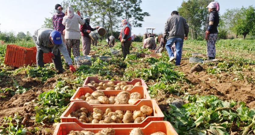 Patates fiyatları yeniden yükseldi