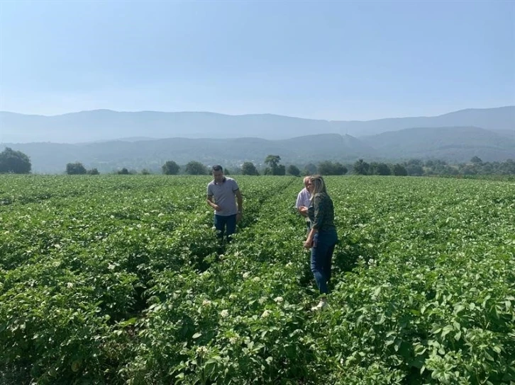 Patates tarlalarında mildiyö alarmı
