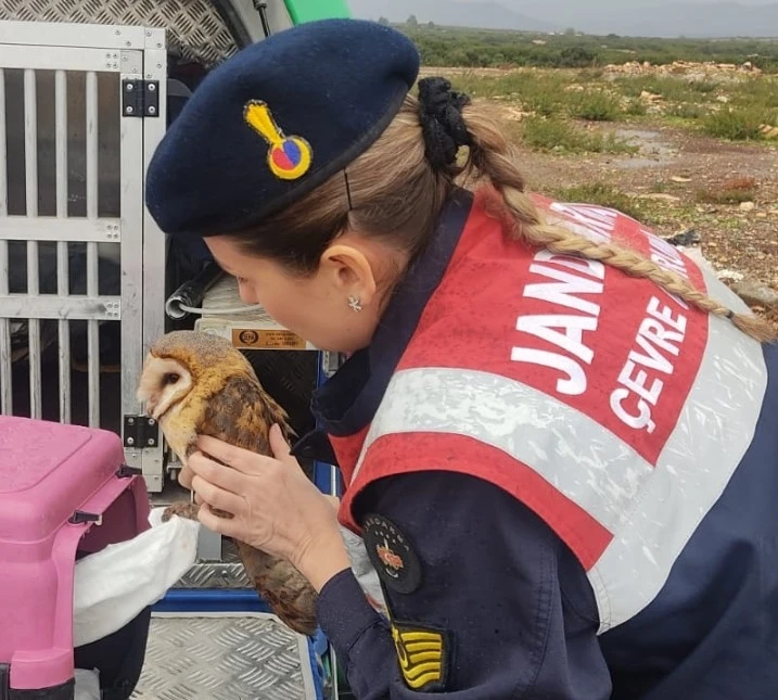 Peçeli baykuş ve martılar tedavi altına alındı
