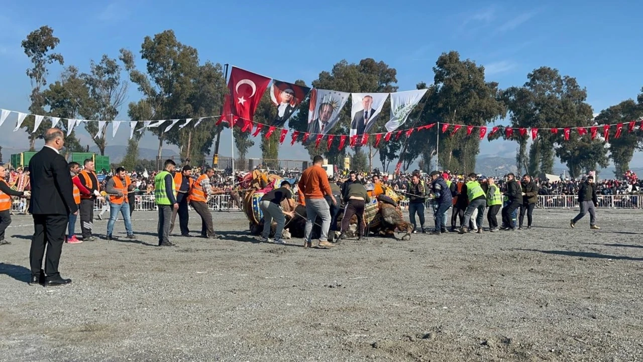 Pehlivan develer yılın ilk güreşinde İncirliova’da kozlarını paylaştı
