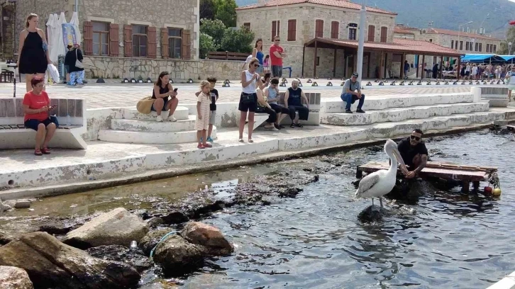 Pelikan ’Tosun’ bu yaz da Foça’yı tercih etti