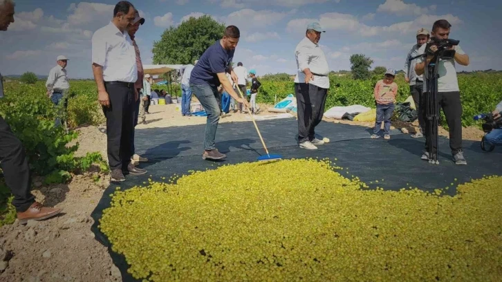 Peygamber üzümünün kurutulma yolculuğu başladı
