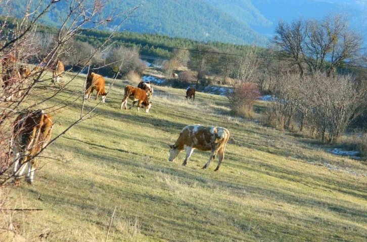 Posof’ta sonbahardan kalma günler
