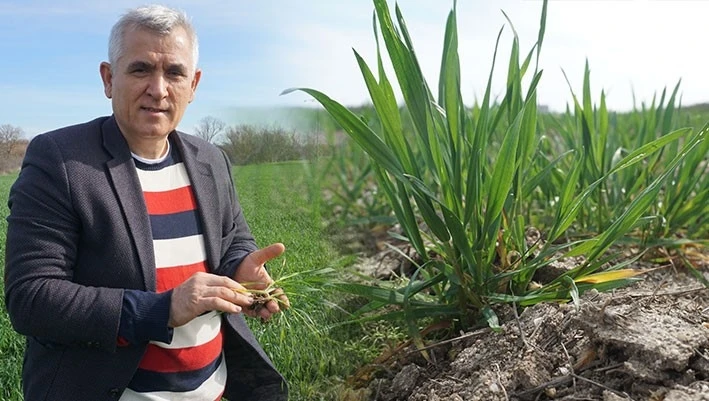 Prof. Dr. Kaya uyardı: Kuraklığa bağlı kızarıklıklar ve sararmalar başladı
