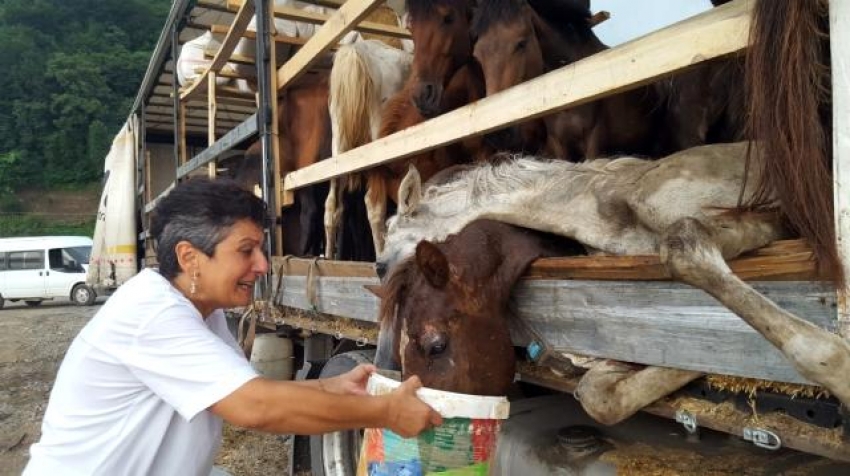 Düğünde kesilecek atlar hastalanınca, yol kenarında ölüme terk edildi