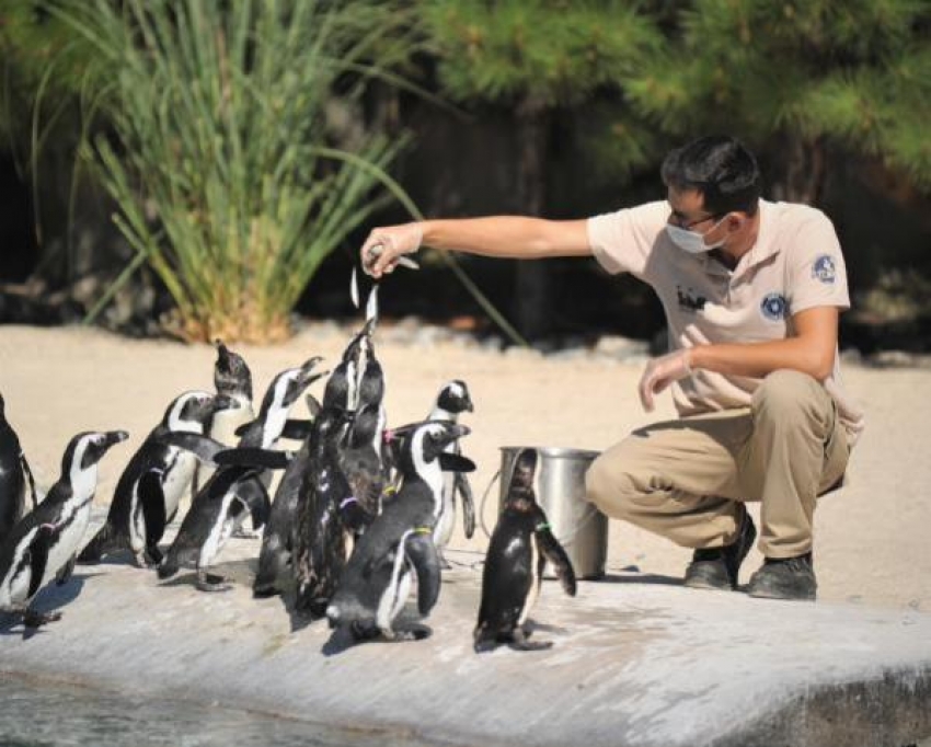 Bursa'da penguenlerin beslenme saatleri