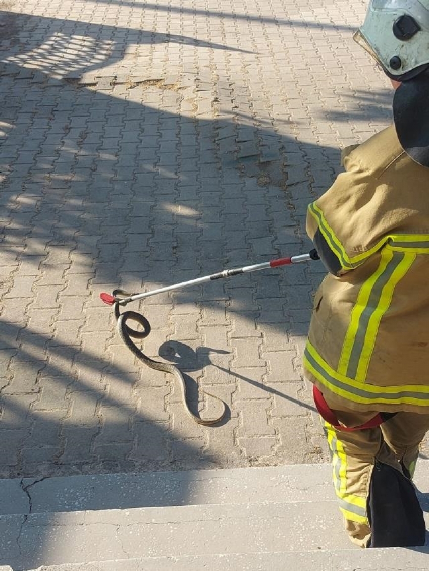 Bursa'da cami kaloriferinden çıkan 2 metrelik yılan cemaatte panik yarattı!