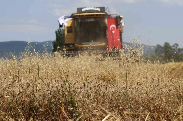 "Ayten abla buğdayı" ilk kez hasatta
