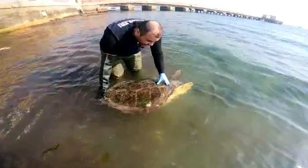 "Caretta caretta" kurtarma operasyonu
