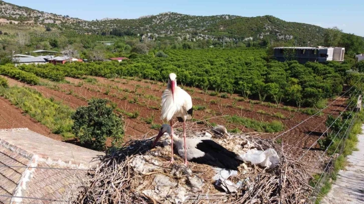 "Portakal" leylek 4 yıldır çok sevildiği mahalleye geliyor
