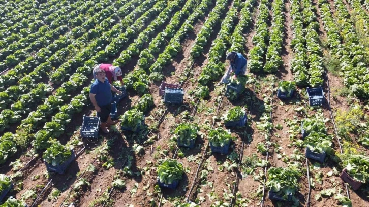 Ramazan’da salatanın vazgeçilmezi marulda hasat: Tarlada 4 TL
