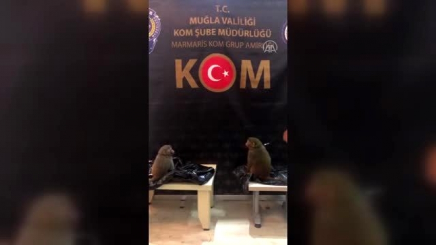 El konulan maymunlar Bursa'ya getirildi