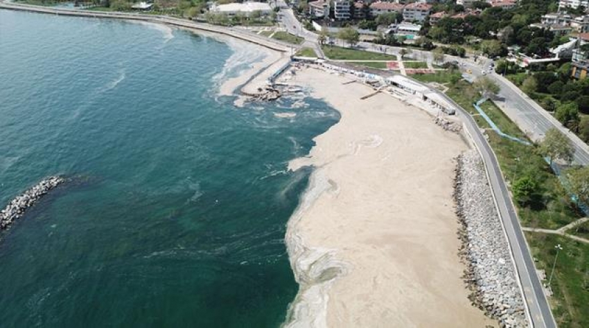 Marmara Denizi'ndeki balıklarla ilgili araştırma verileri uzmanları telaşlandırdı