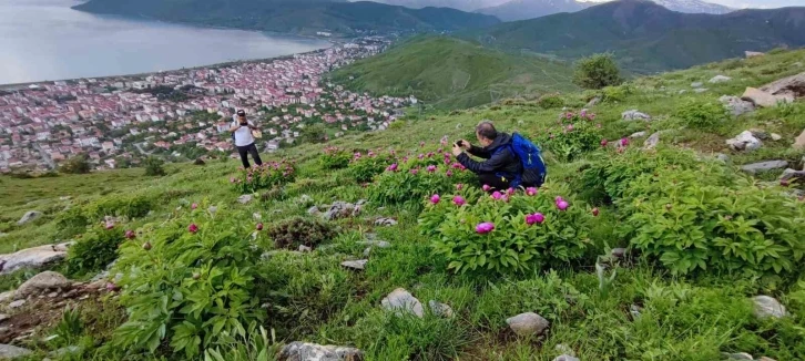 Sadece 20 günlük ömrü olan şakayıklar çiçek açtı
