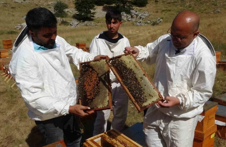 Sağım başladı: Şifa deposu sedir balı arıcıların yüzünü güldürdü
