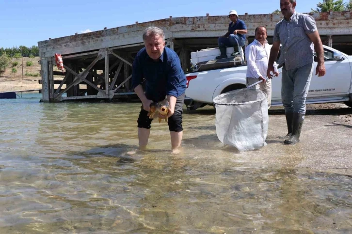 Sağma işlemlerinin ardından anaç balıklar göle bırakıldı
