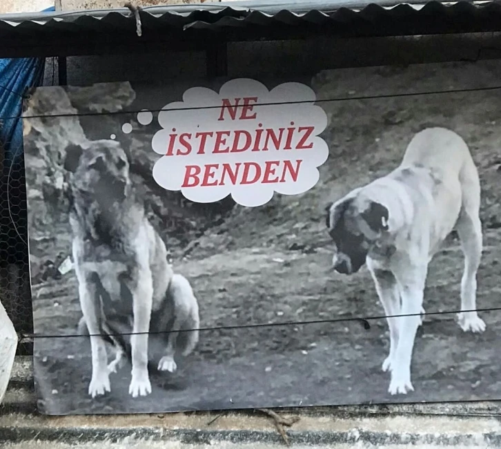 Sahiplendiği köpeği zehirlenen adamdan sitem dolu afiş