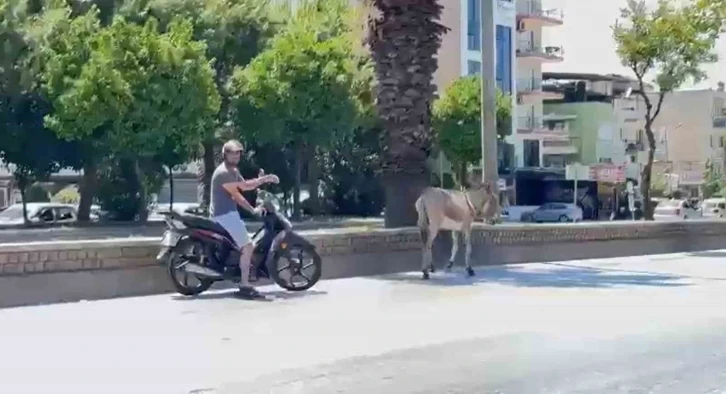 Sahipsiz eşek araç sürücülerine zor anlar yaşattı
