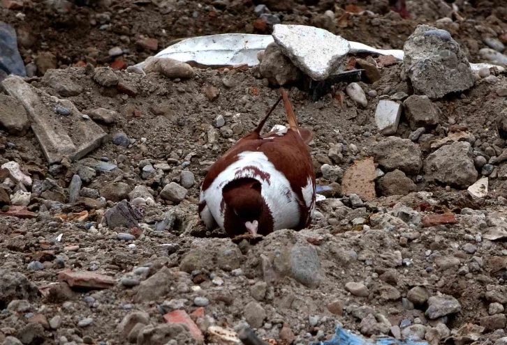 Sahipsiz kalan cins güvercinler deprem enkazında yem aradı
