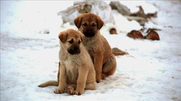 Sahipsiz köpek sorununda hızlı sonuç için kısırlaştırma değil 