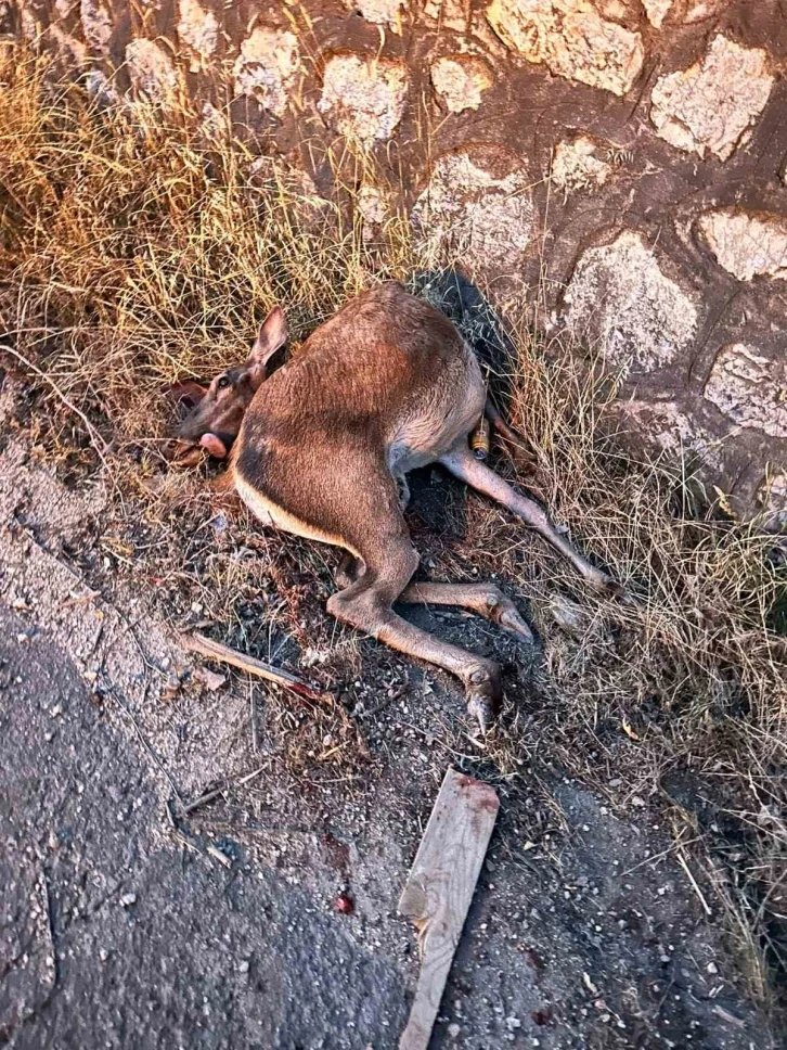 Sakarya’da yola fırlayan geyiğe otomobil çarptı
