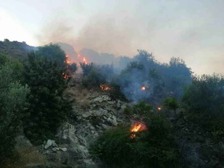 Samandağ’da zeytinlik alanda yangın çıktı
