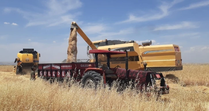 Samsat ilçesinde hububat hasadı başladı
