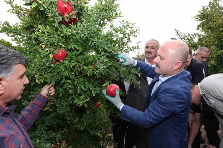 Samsat’ta nar hasadı başladı
