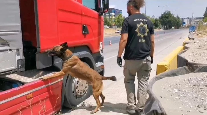 Samsun’da narkotik dedektör köpeği tırda çeşit çeşit uyuşturucu buldu
