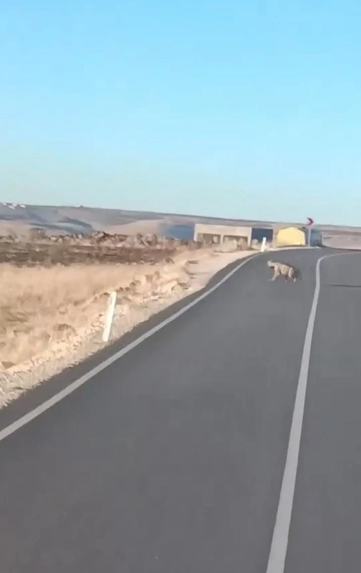 Şanlıurfa’da Anadolu sırtlanı ile yaralı çakal görüldü
