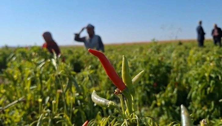 Şanlıurfa’da ilk kez ekilen ürün çiftçinin yüzünü güldürdü
