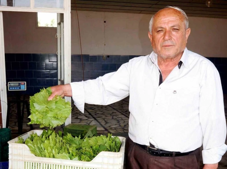 Sarıgöl’de taze bağ yaprağı alımları devam ediyor
