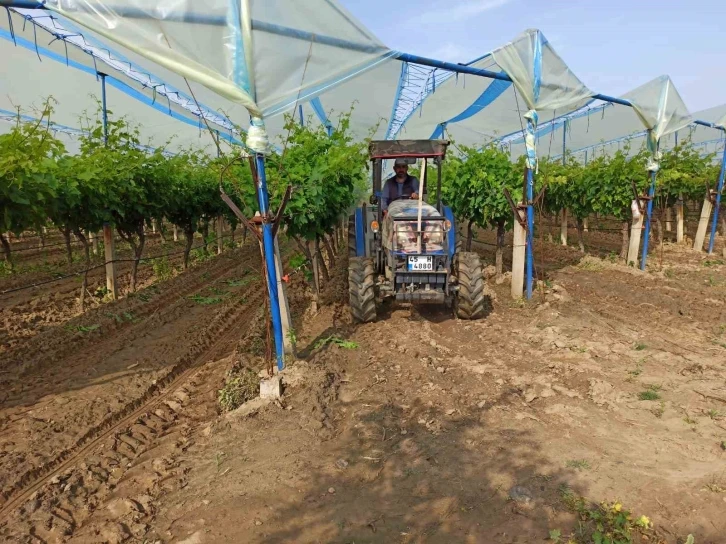 Sarıgöl Ovası’nın bağlarında hummalı çalışma
