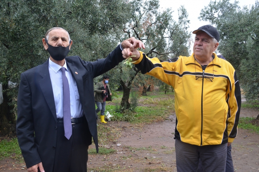 Gemlik Belediyesi bir kez daha zeytin üreticisinin yanında