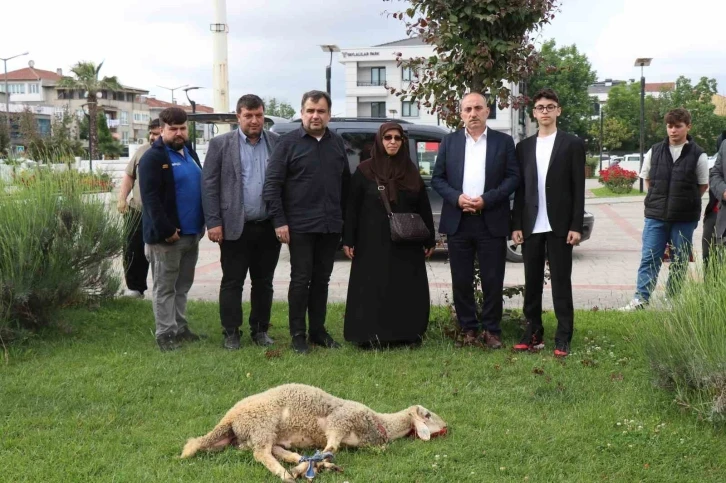 Seçimi kazanan Cumhurbaşkanı Erdoğan için ilçe belediyesinin bahçesinde koç kestirdi
