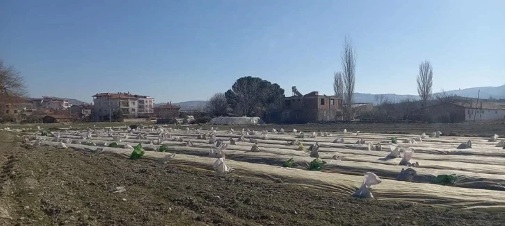 Selendi’de tütün üreticilerinin telaşı başladı
