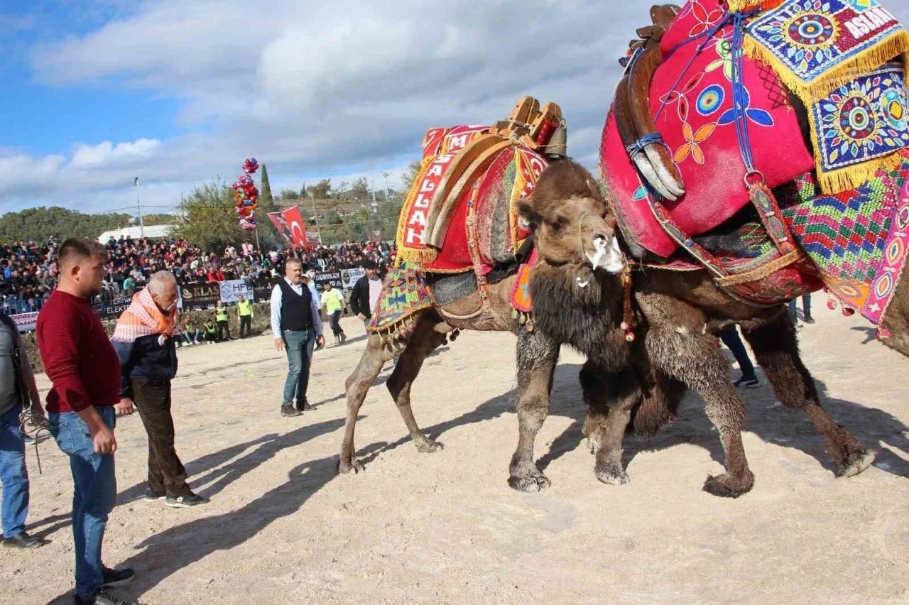 Sezonun ilk deve güreşleri 90 deveyle Kumluca’da yapıldı
