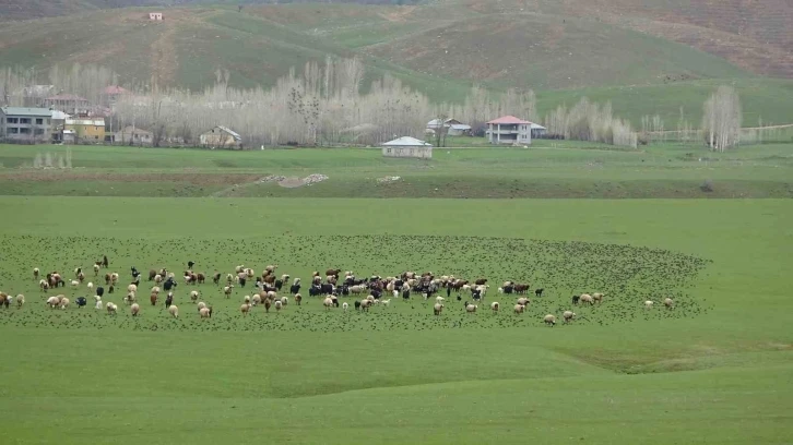 Sığırcık sürüsünün koyunlarla dansı
