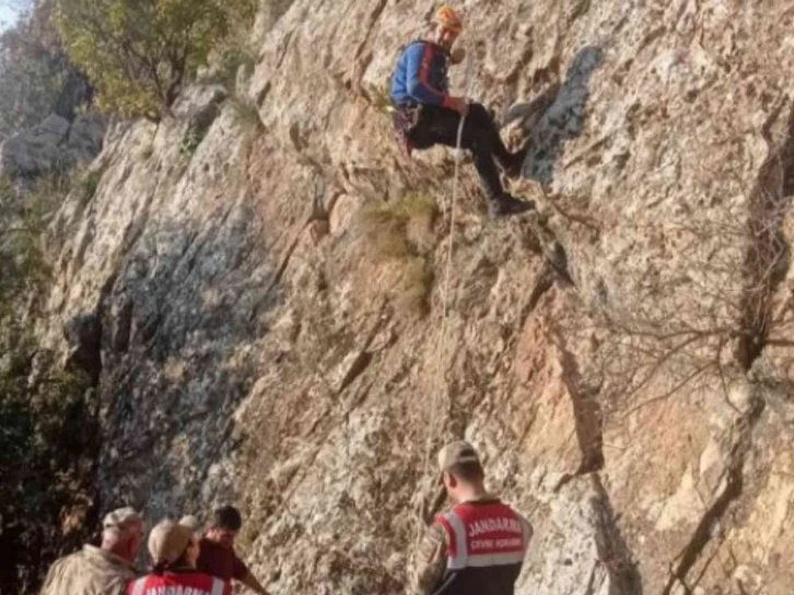 Siirt’te kayalıklarda mahsur kalan keçiler 5 gün sonra kurtarıldı
