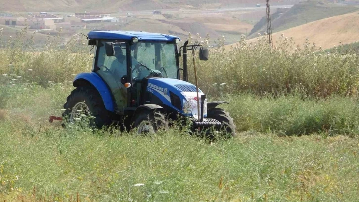 Siirt’te kırmızı mercimekte hasat sürüyor
