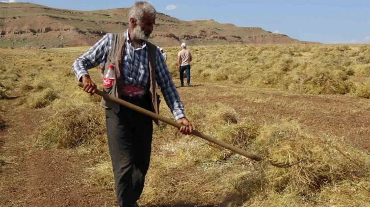 Siirt’te kırmızı mercimekte son yılların en bereketli hasadı yaşandı
