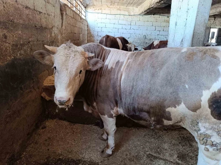 Siirt’te kurban kesim ücretleri belirlendi
