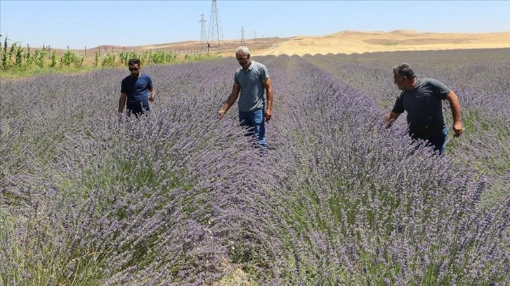 Siirt'te alternatif ürün olarak ekilen lavanta çiftçinin gözdesi oldu