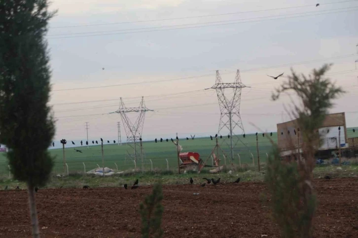 Silopi’de kargalar tarlaları istila etti
