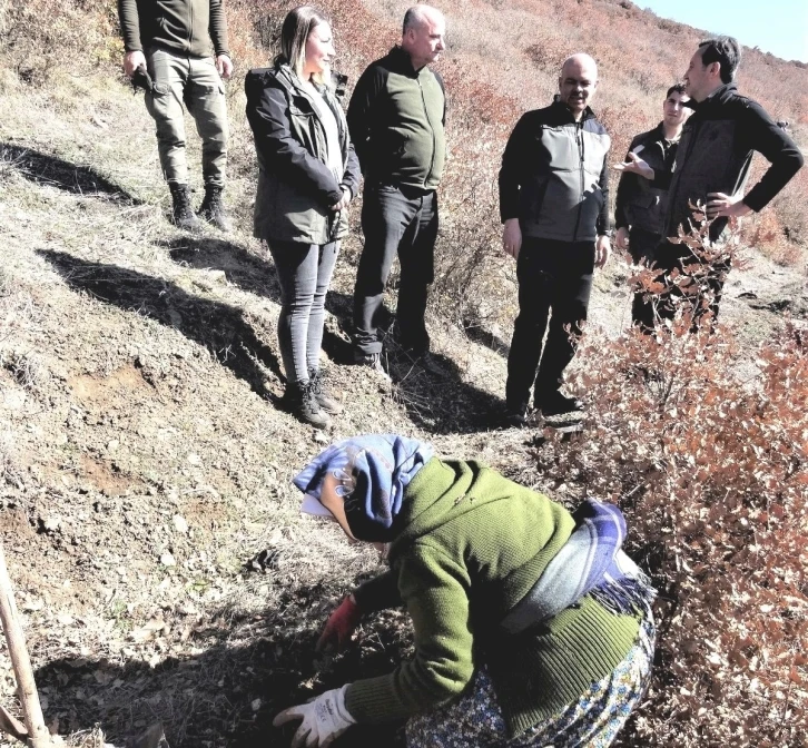 Simav’da 70 bin fidan toprakla buluşuyor
