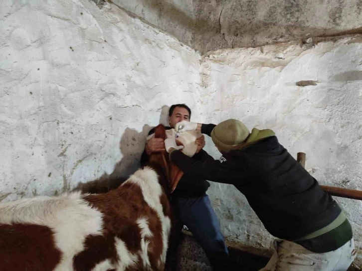 Sinanpaşa’da şap ve brusella aşılaması yapıldı
