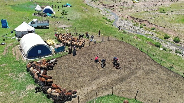 Sinek Yaylası'nda göçerler 