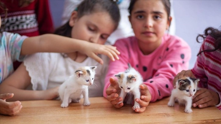 Sınıfta doğum yapan kedi ile yavrularına öğretmen ve öğrencileri sahip çıktı